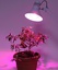 ФИТОлампа светодиодная ЭРА LED FITO-14W-RB-1310К-E27 красно-синего спектра, Китай