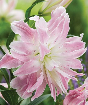 Лилия восточная махровая Лотус Элеганс 1 шт, Польша