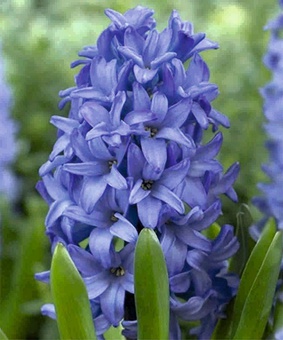 Гиацинты комнатные Delft Blue 1 шт, Нидерланды