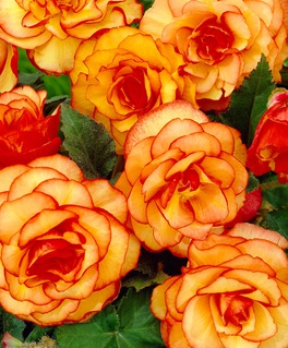 Бегония клубневая Пикоти Елоу Рэд, 1 шт, Польша