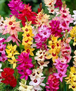 Иксия Mixed 8 шт, Нидерланды