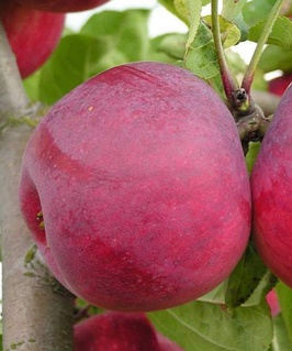 Яблоня Весялина 1 шт, РБ