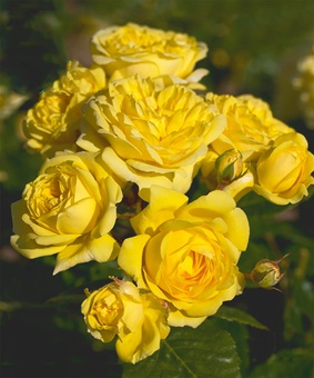Роза флорибунда Фрезия, 1 шт., Сербия