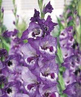 Гладиолус крупноцветковый Виста, 3 шт., Польша