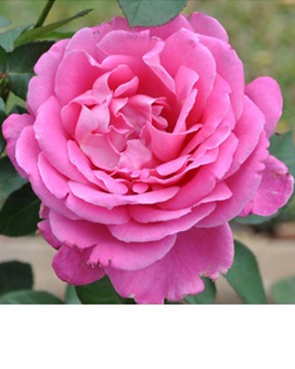 Роза чайно-гибридная Pink Pis