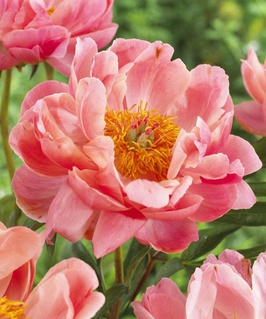 Пион травянистый Корал Шарм 1 шт., Польша