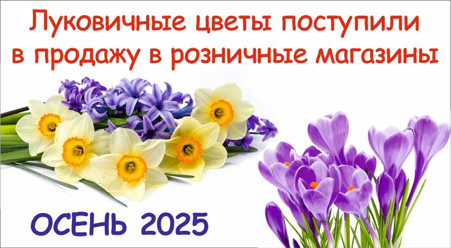 Луковичные осень 2025