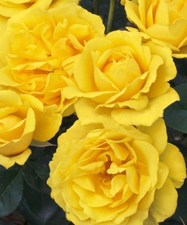 Роза флорибунда Карт д`Ор, 1 шт, Сербия