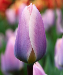 Тюльпан Дарвинов гибрид Лайт энд Дрим 2 шт., Нидерланды