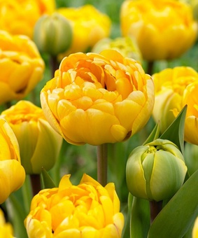 Тюльпаны пионовидные Yellow Pomponette 2 шт, Нидерланды