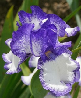 Ирис германика Blue Staccato 1 шт, Нидерланды