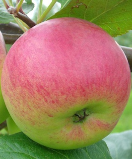 Яблоня Ауксис 1 шт, РБ