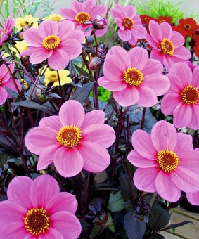 Георгина бордюрная Хэппи Дейс Пинк, 1 шт., Нидерланды