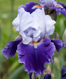 Ирис германика Arpege 1 шт, Нидерланды