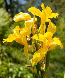 Канна Ричард Уоллес, 1 шт, Польша