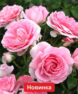 Роза миниатюрная Бель Симфони 1 шт, Сербия