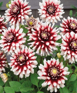 Георгина бордюрная Сидлер Штольце, 1 шт, Польша