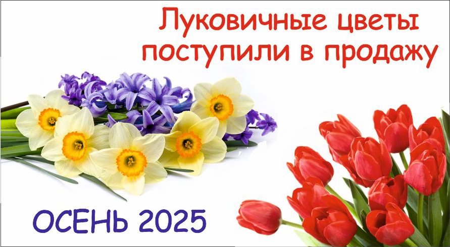Луковичные осень 2025