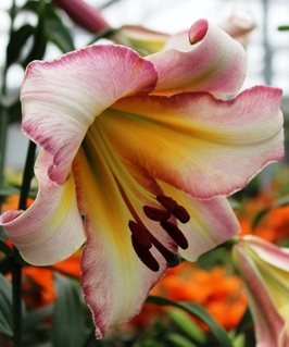 Лилия ОТ-гибрид Бейджин Мун 1 шт, Польша