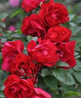 Роза парковая (Шраб) Ульмер Мюнстер 1 шт, Сербия