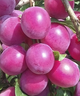 Алыча гибридная Комета Кубанская 1 шт, РБ