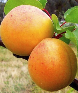 Абрикос Знаходка 1 шт, РБ