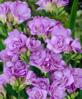 Фрезия Дабл Пурпл, 5 шт., Нидерланды