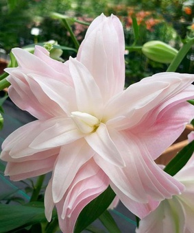 Лилия восточная махровая Лотус Бриз 1 шт, Польша