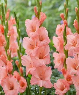 Гладиолус крупноцветковый Шуга Бейби, 3 шт., Польша