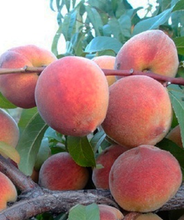 Персик Ред хейвен 1 шт, РБ