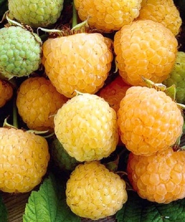 Малина рем. Беглянка 1 шт, РБ