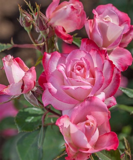 Роза флорибунда Ламинуэт 1 шт, Сербия