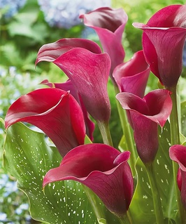 Калла Капитан Промис, 1 шт, Польша