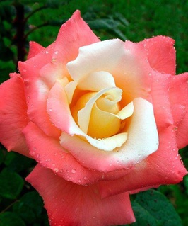 Роза чайно-гибридная Летиция Каста 1 шт, Сербия