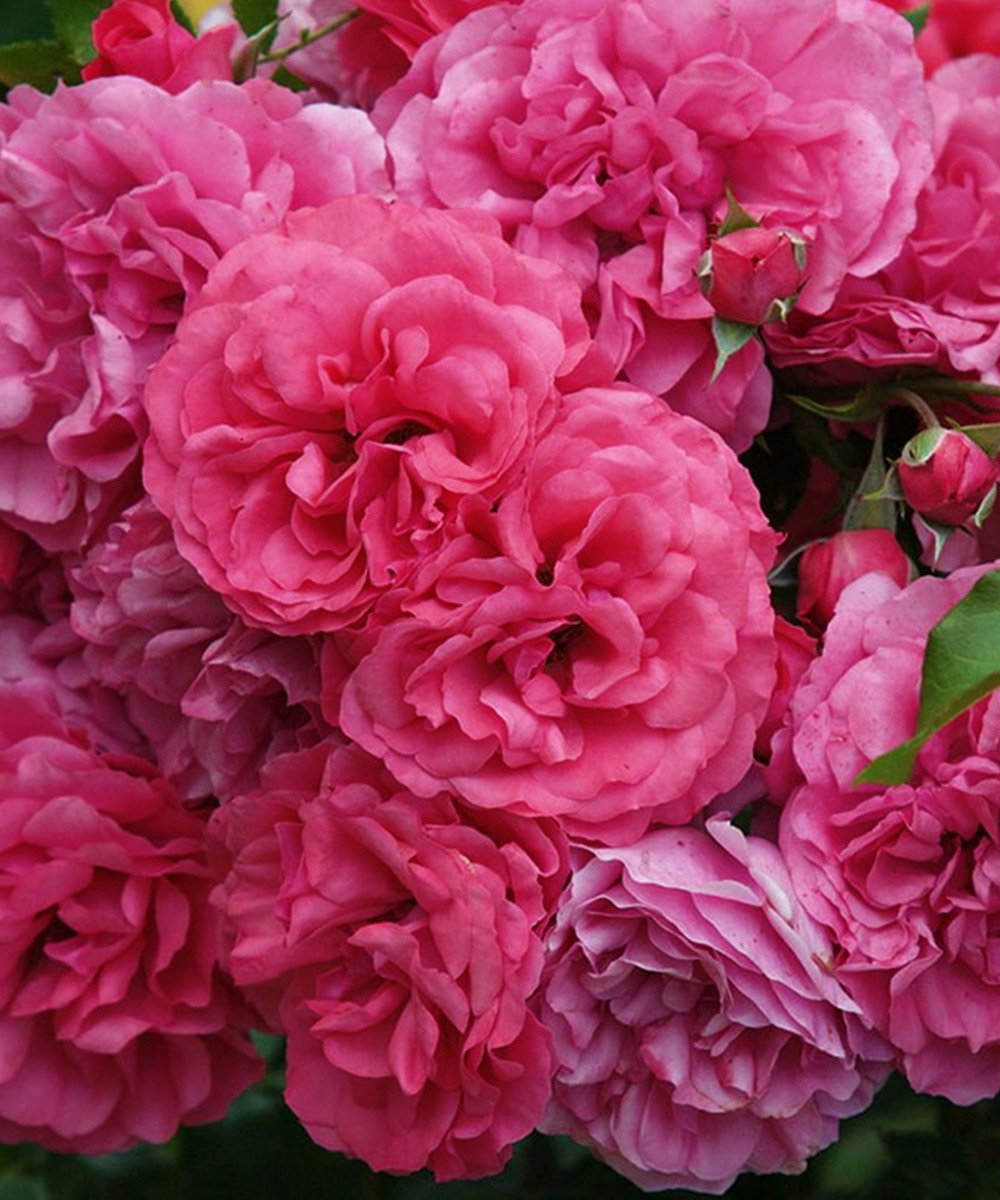 роза розариум ютерсен фото