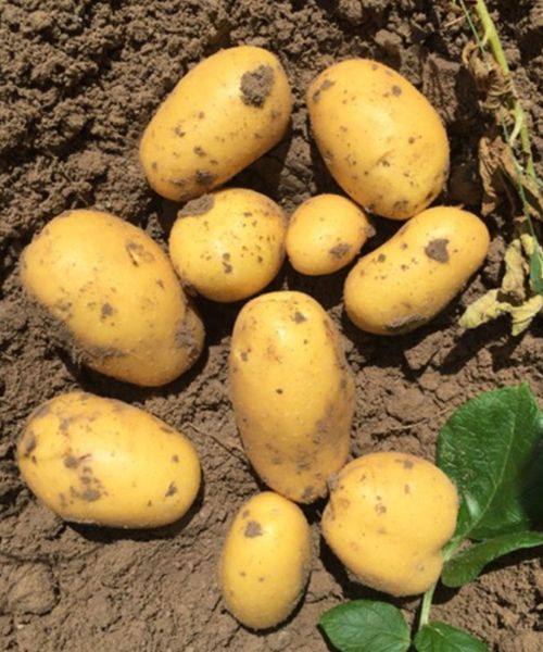 Картофель вега описание сорта характеристика урожайность