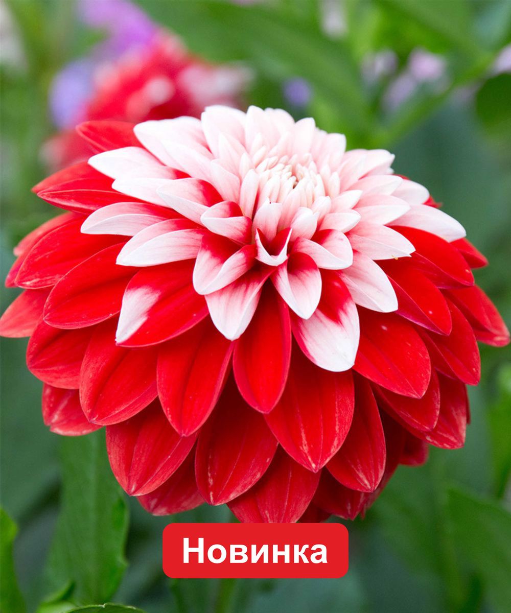 Вязаные цветы Георгин Урок 30 Crochet flower pattern dahlia — Video