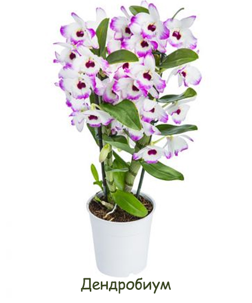 Грунт для орхидеи Дендробиум