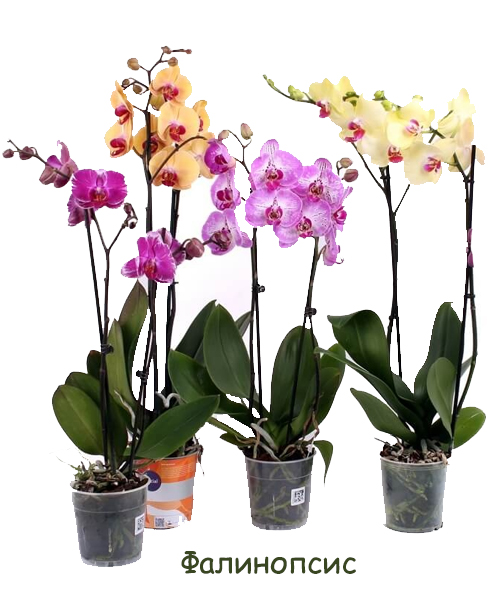Грунт для орхидеи Фалинопсис