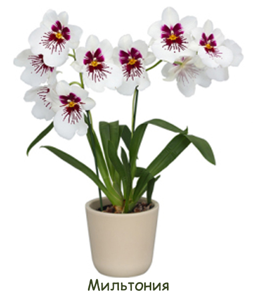 Грунт для орхидеи Мильтония